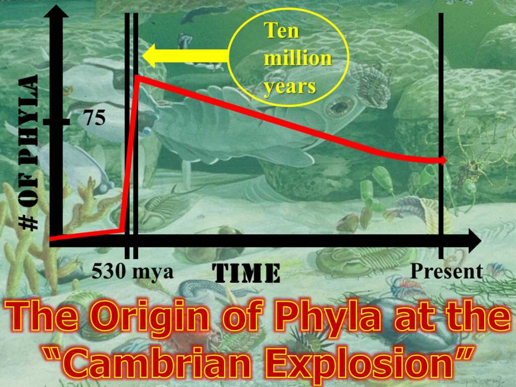 http://www.genesispark.com/wp-content/uploads/2011/11/The-Cambrian-Explosion-Graphed.jpg