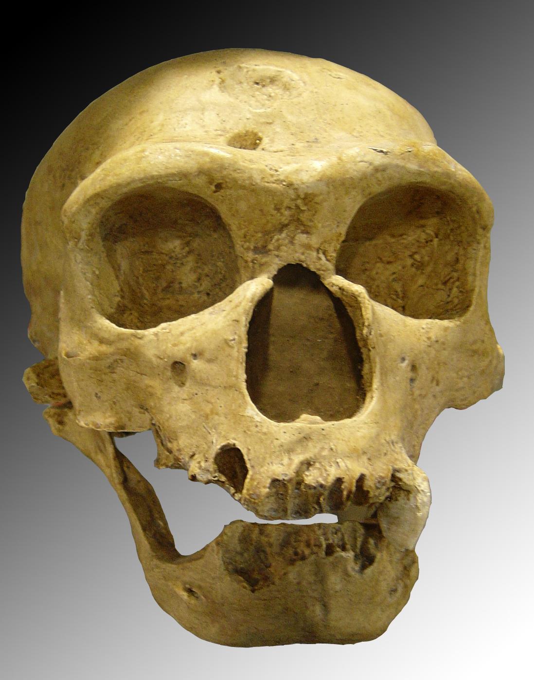 https://upload.wikimedia.org/wikipedia/commons/e/e0/Homo_sapiens_neanderthalensis.jpg