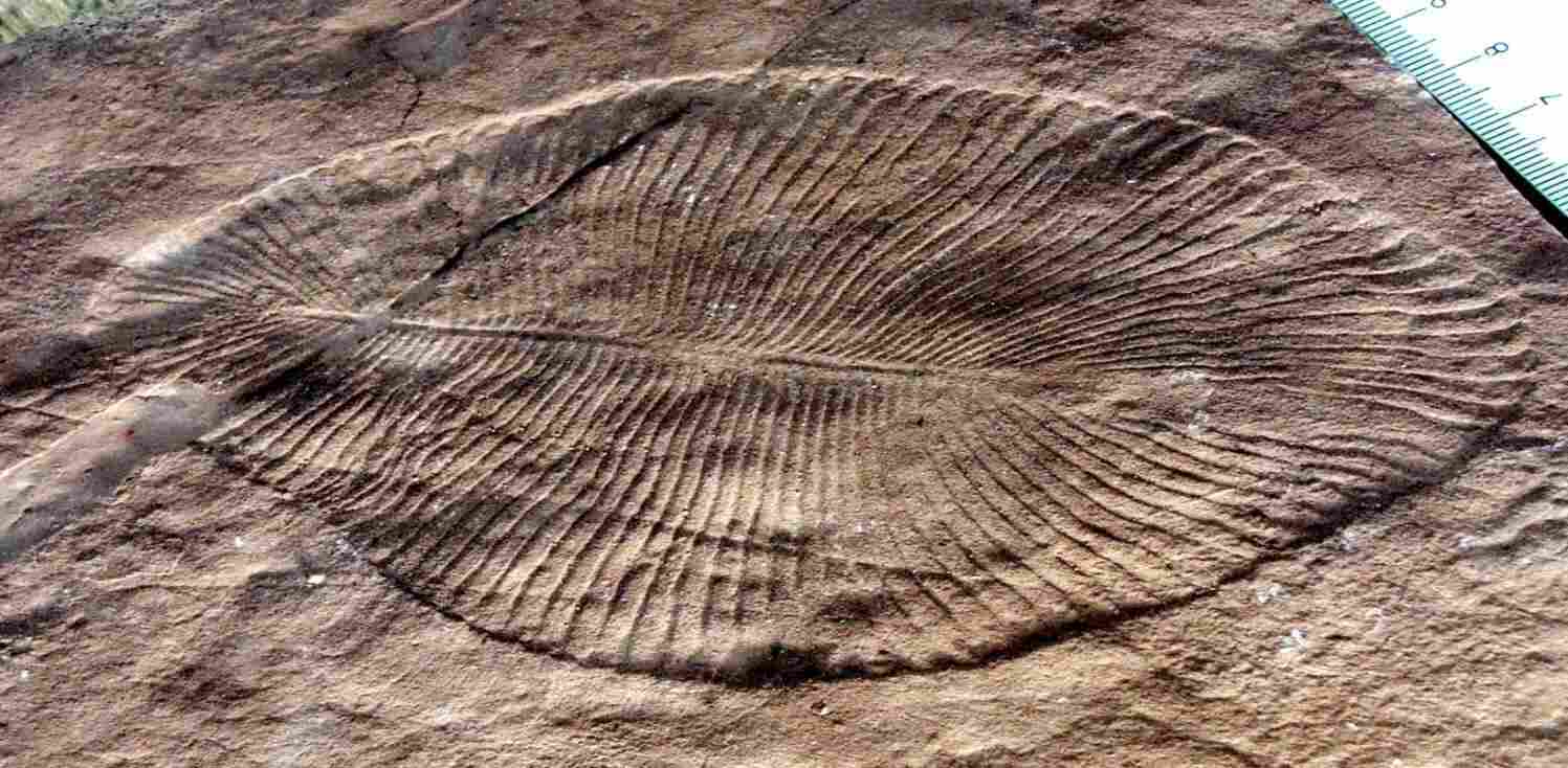 https://upload.wikimedia.org/wikipedia/commons/f/fb/DickinsoniaCostata.jpg