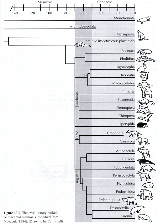 http://www.newgeology.us/Mammalia.gif