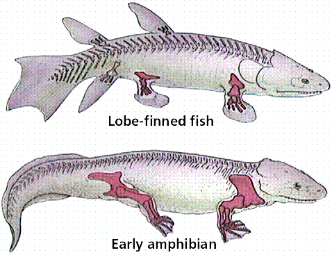 http://www2.estrellamountain.edu/faculty/farabee/biobk/comparison.gif