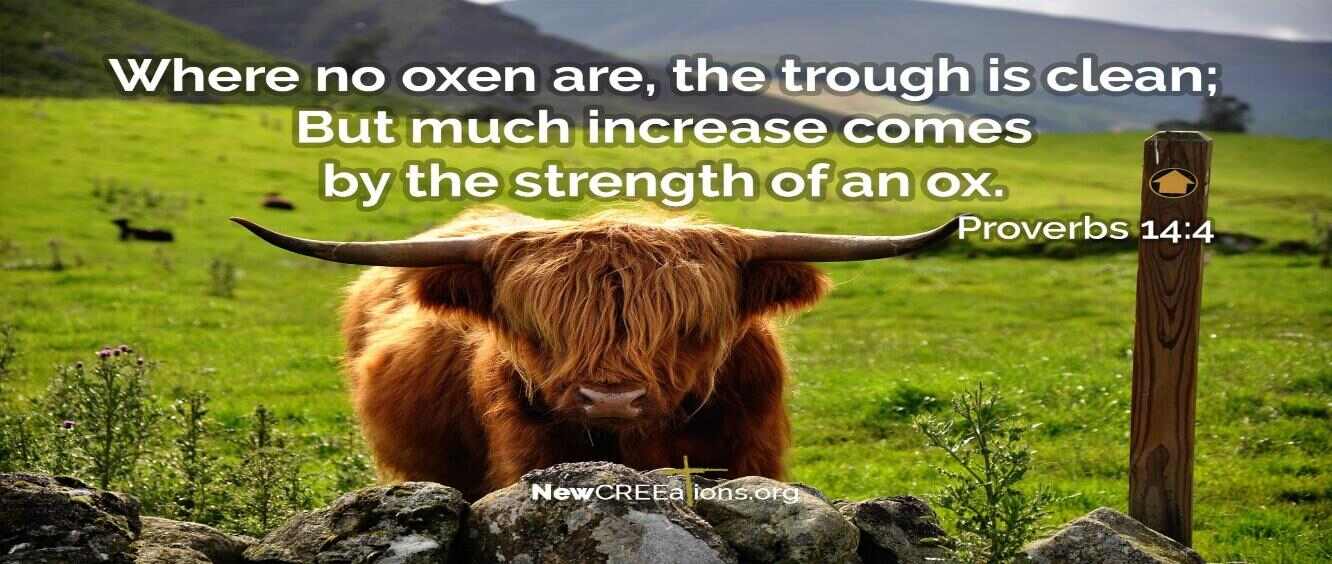 Growth is Messy - Proverbs 14:4 - NewCREEations
