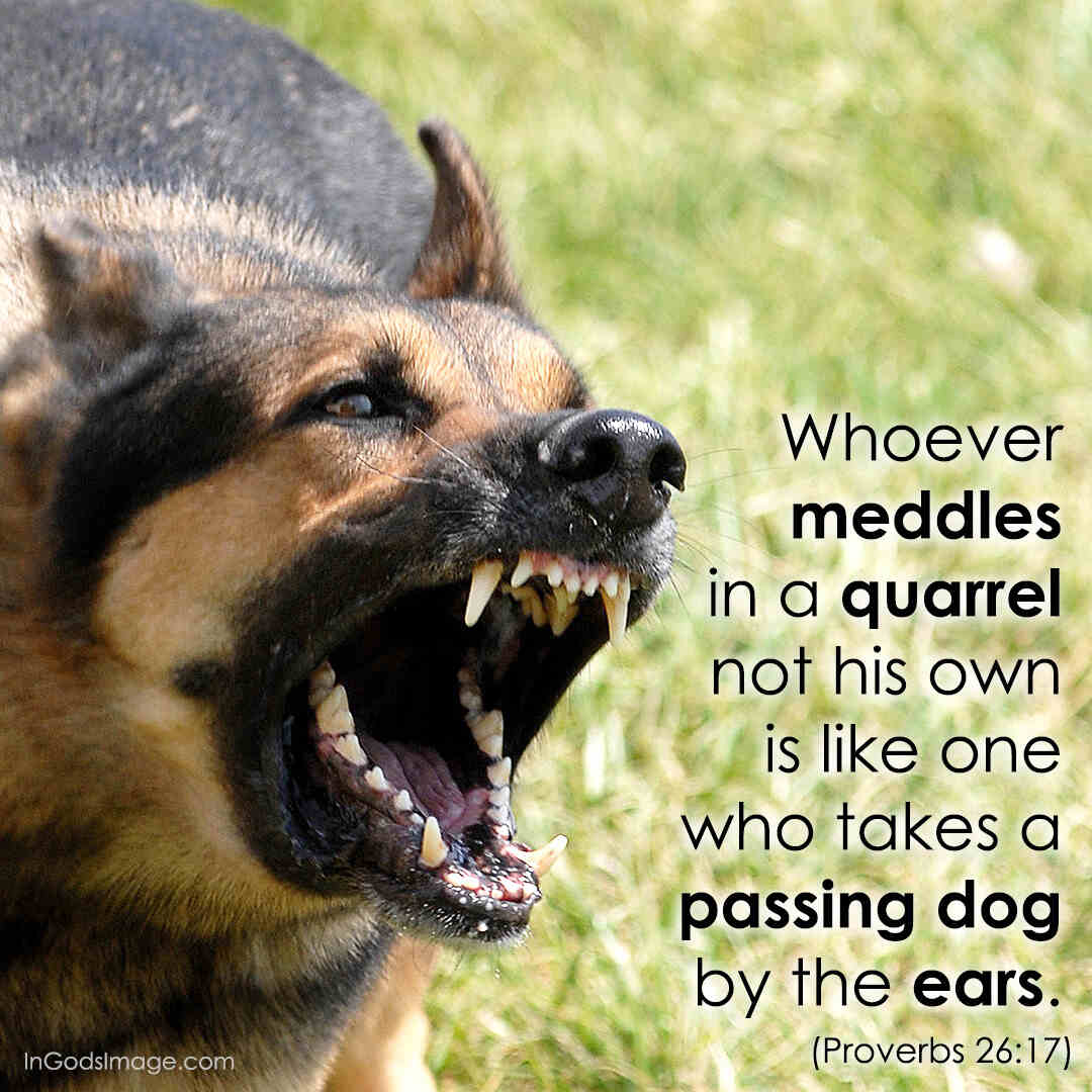 Weekend Wisdom – Proverbs 26:17 – In God's Image