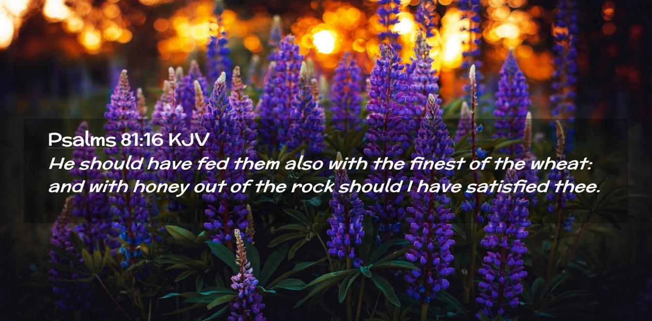 Psalms 81:16 KJV Desktop Wallpaper - He should have fed them also with the finest of