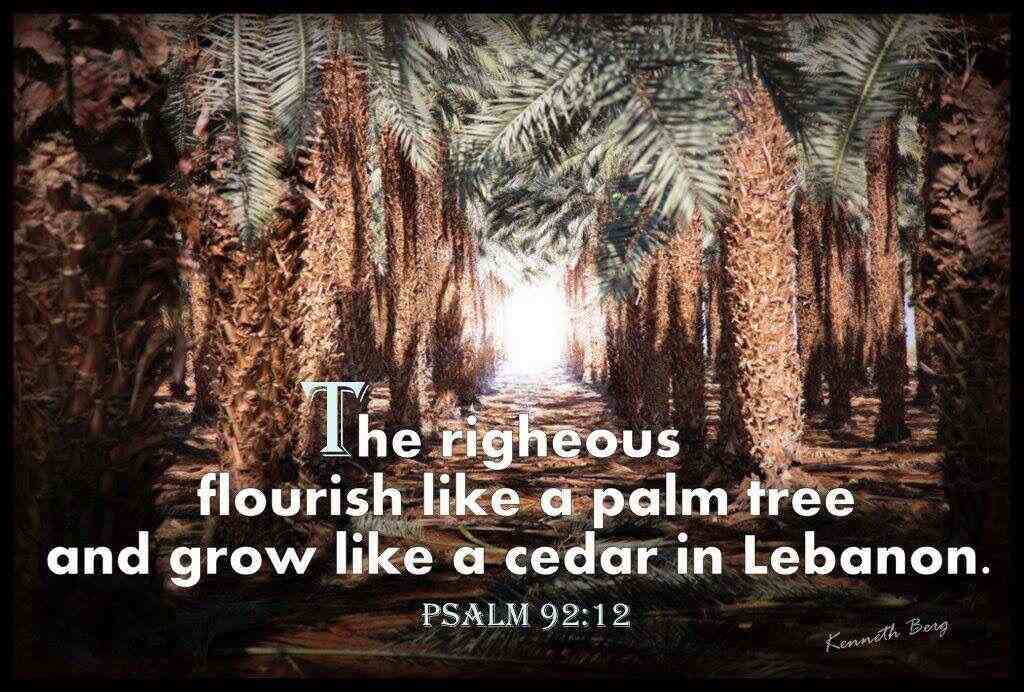 Psalm 92:12-13 (KJV) ~~ The righteous shall flourish like the palm tree: he shall grow like a ...